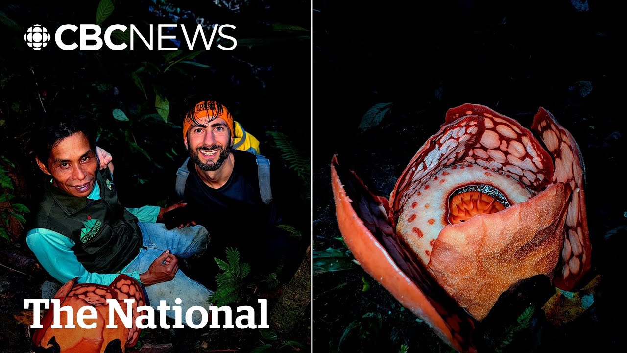 Genomic Research Confirms Survival of Rare Flora in Indonesia and Brazil