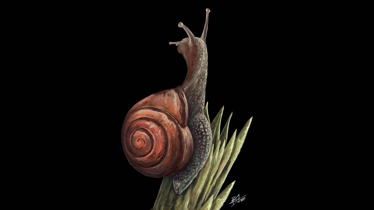 Snail Study Timelapse (Long Version)