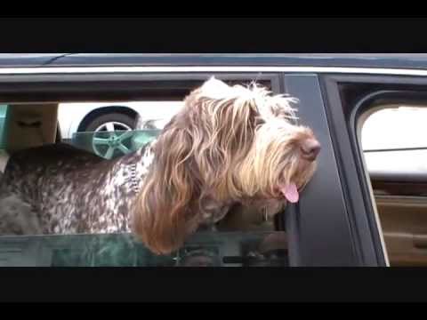 Italian Spinone