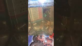 Download lagu Cupang Giant tidak mau ngedok mp3