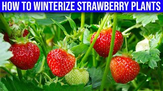 How To Winterize Strawberry Plants - How to Care for Strawberry Plants in Winter