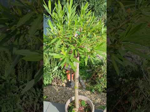 Wie frosthart ist ein Oleander?