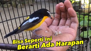Download lagu Sikatan Emas makan extrafooding #yellow rumped flycather #Ficedula zanthopygia mp3 Download lagu Sikatan Emas makan extrafooding #yellow rumped flycather #Ficedula zanthopygia mp3