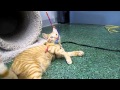 Pirate 4 Month Old Orange Tabby Male Peninsula Humane Foundation PetCo