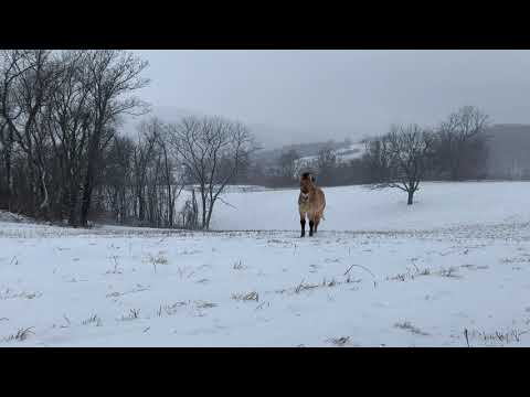 , title : 'Przewalski's Horses in the Snow at the Smithsonian Conservation Biology Institute'