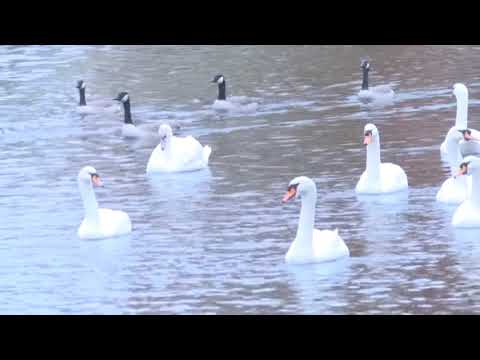 Top News - Mjellma e çuditshme/ Bllokonte shinat e trenit në Gjermani, largohet nga policia