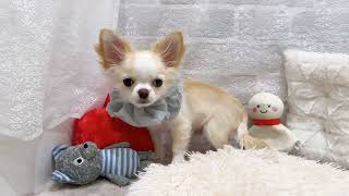 チワワ（ロング）の動画03