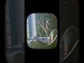 Karinkali Alle Lovely Song
