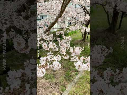 春のキャンパス風景_Spring Scenery at KOBE DESIGN UNIVERSITY