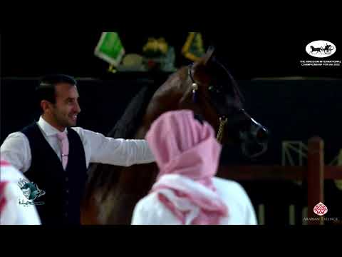 N 79 ROYAL GHAIA   The Kingdom International Championship For AH 2022   Fillies 2 Years Old Class 2B