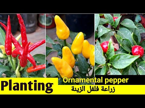 , title : 'زراعة الفلفل الحار الصغير للزينة Planting ornamental hot pepper'
