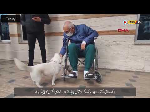 In Turkey, the dog set a new example of loyalty