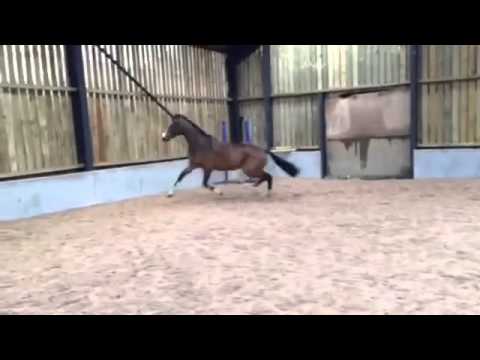 **FOR SALE** NEKTON x NImmerdor x Lord 2012