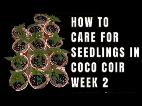 Growing with you | Week 2 | How to raise seedlings in coco coir and get bigger roots!