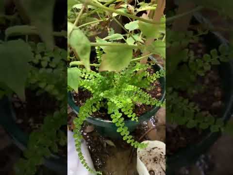 園芸 シダの葉のコマクサ