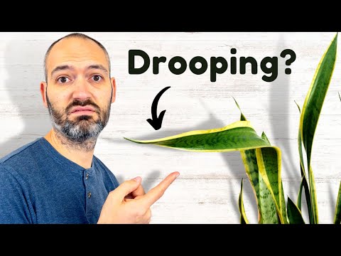 10 Common Snake Plant Problems & How To Fix Them