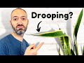10 Common Snake Plant Problems How To Fix Them