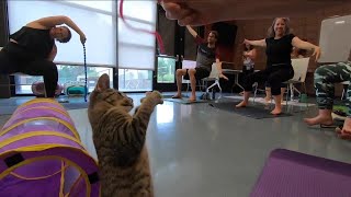 Enjoy a yoga class with adoptable kitties through Denver Animal Shelter's Cats on Mats program