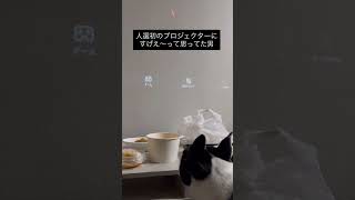 人生初のプロジェクターに感動していた犬 #ボストンテリア