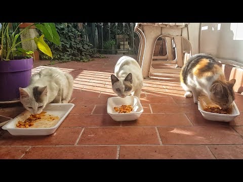 Il parassita cinese per perdita di peso Come eliminare vermi a un gattino 1 mese