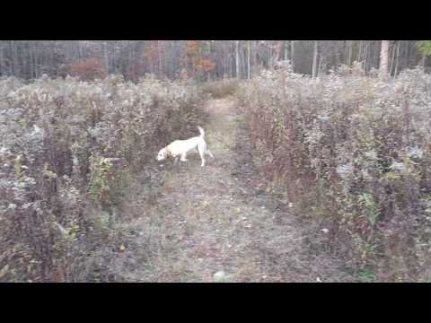 Pheasant flushed by Labrador retriever