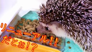 ポテちゃんハウスのリニュ～アル～☆彡　新しいお家やトイレを買ってみました♪