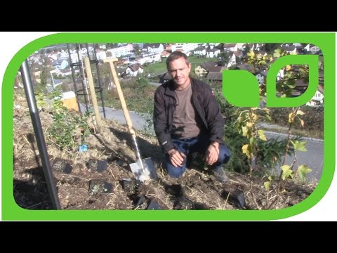 Wie pflanzt man Fruchtfreundinnen