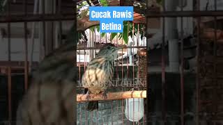 Download lagu Cucak Rawis Gacor mp3