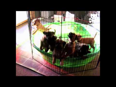 Suddenly... Puppies!