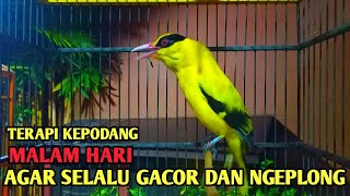 Download lagu TERAPI KEPODANG MALAM HARI, agar selalu gacor mp3