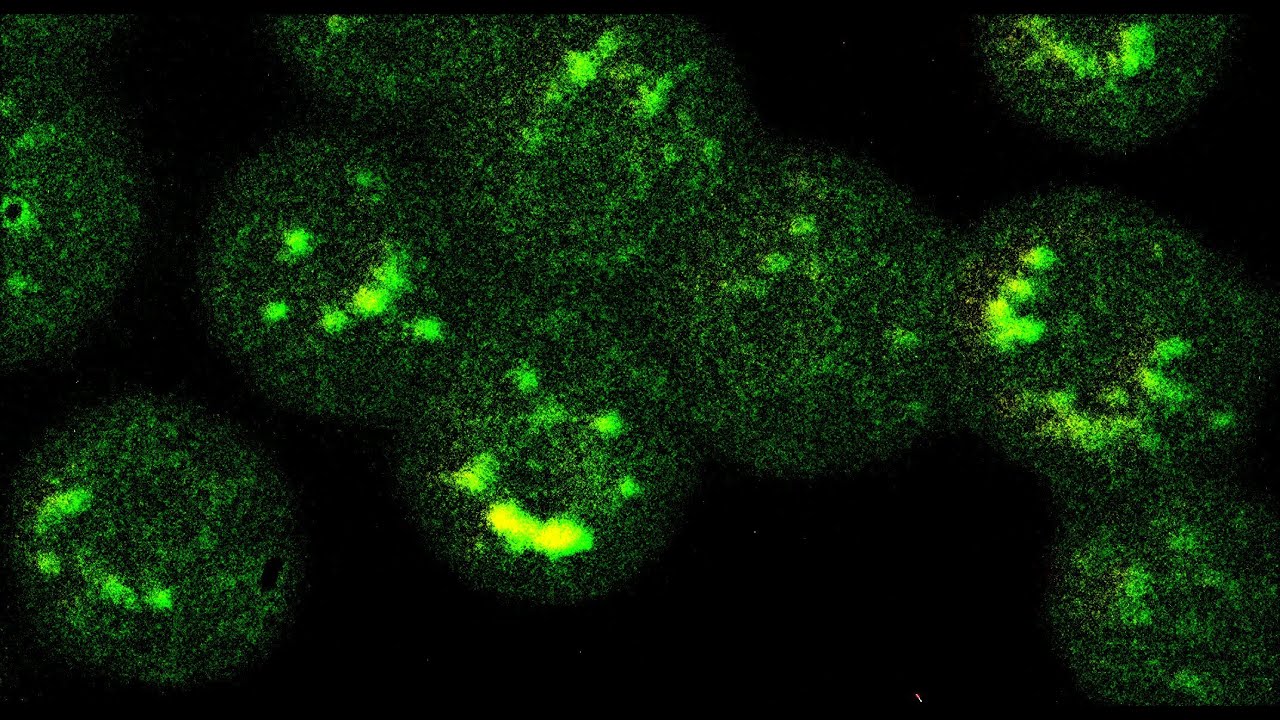 Synthesis and purification of nilered from nileblue