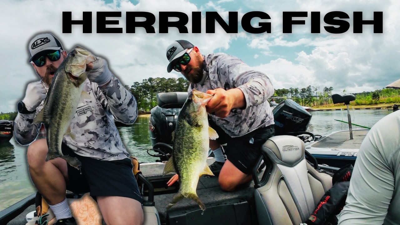 Tournament Herring Spawn Frenzy - IT'S BACK!