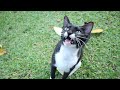Tuxedo Cat Meowing Loudly For Food Is So Hungry