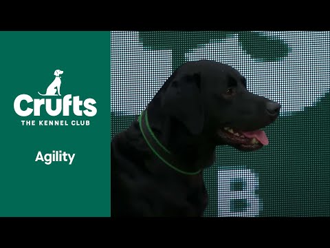 International Invitation Finals (Agility) | ​Crufts 2022