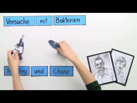 Der Versuch von Hershey und Chase - Bakterien | Biologie | Genetik