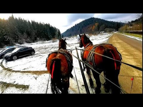 Iepele   lui Constantin Tugui  din Gura Putnei -Bucovina