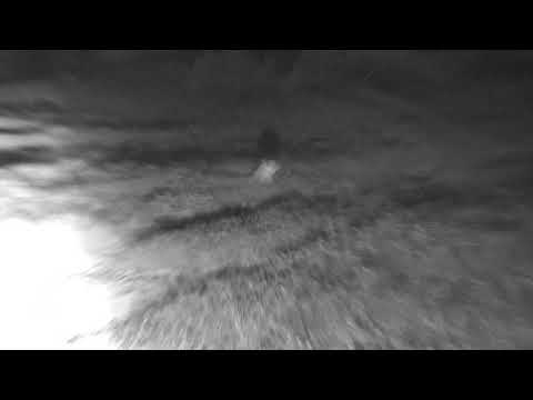 Djuma: Hosana male Leopard ready to move off after resting for good while - 11:32 - 01/23/19