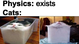 Cat Memes
