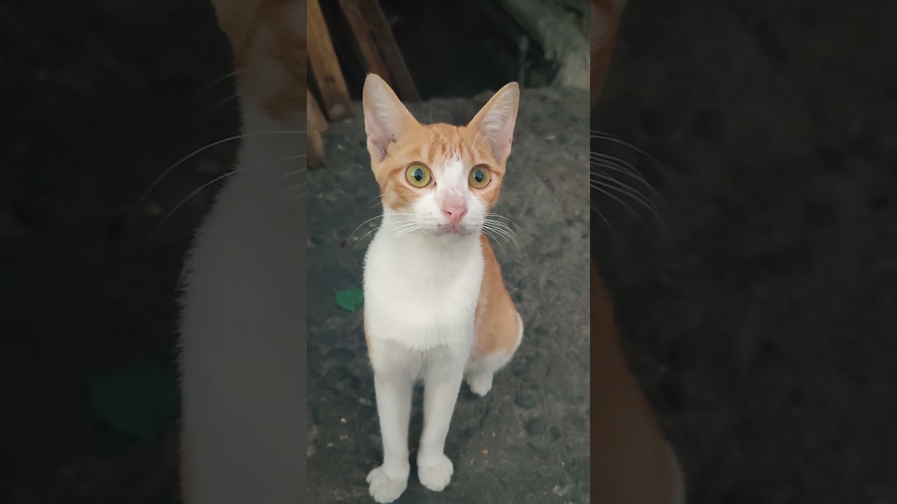 Spotted Cat with Big eyes! In a cat's eye,all things belong to cats:)cat lover🤍❤