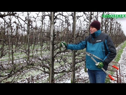 Zimowe cięcie grusz - Robert Binkiewicz - Agrosimex