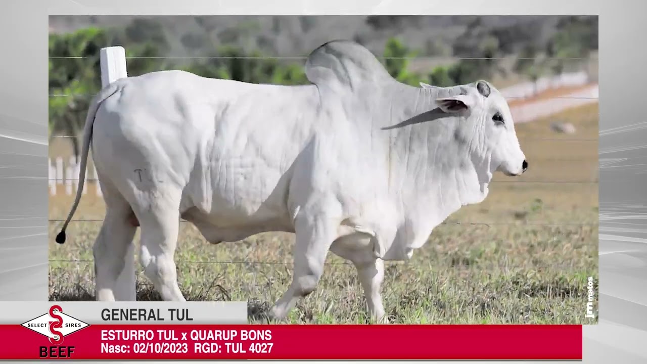 Vídeo GENERAL FIV DA EAO