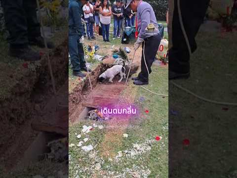 สุนัขที่ยังเฝ้ารอเจ้าของอยู่ที่เดิม