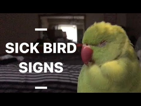 Signs And Symptoms Your Bird May Be Sick Or Require Intervention