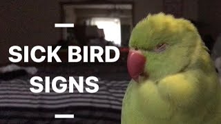 Signs And Symptoms Your Bird May Be Sick Or Require Intervention