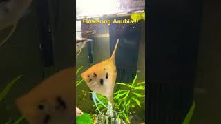 #garthbrooks #aquarium #fish #brooks #fishaquarium #babyanimals #terrarium #fishing