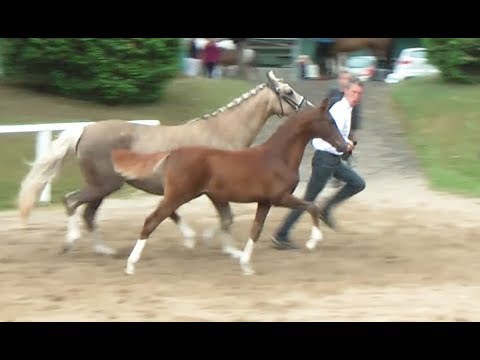 2 – Number Five IP, HF von FS Numero Uno - The Breas My  Mobility, *18.02.2018