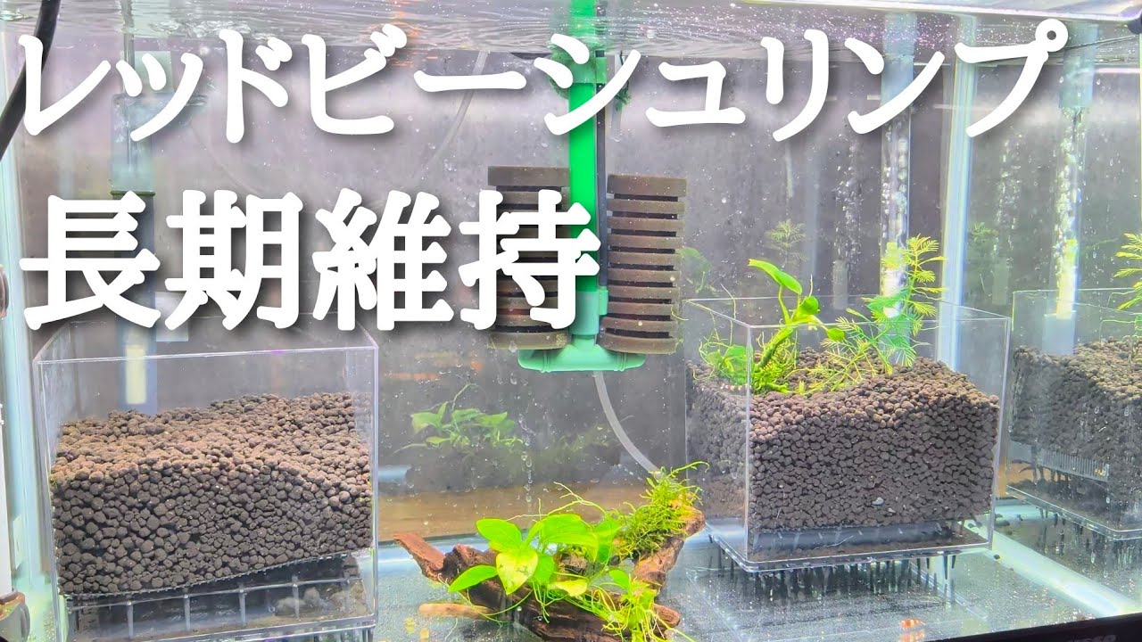 目指せ大繁殖　レッドビーシュリンプ水槽立ち上げてみた