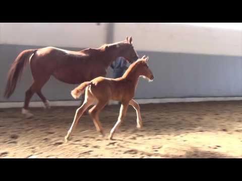 Vitalis   Londonderry 2017 W Mrz 2017