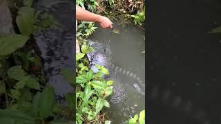 Download lagu Ngeriiii, inilah jenis ikan gabus terbesar di dunia, yaitu giant snakehead atau gabus toman 😱 mp3 Download lagu Ngeriiii, inilah jenis ikan gabus terbesar di dunia, yaitu giant snakehead atau gabus toman 😱 mp3