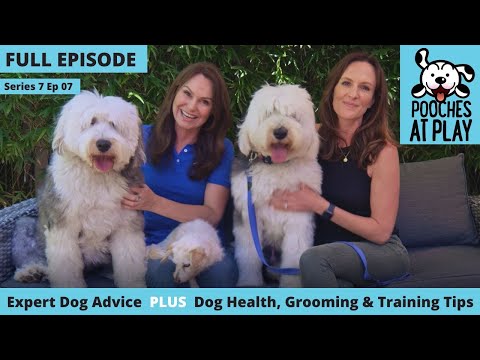 Câncer em cães, latidos territoriais, cães com pelagem dupla | Episódio completo S7 Ep 7 | Cachorros brincando